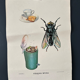 Fly insects poster 1970's university school learning educational poster