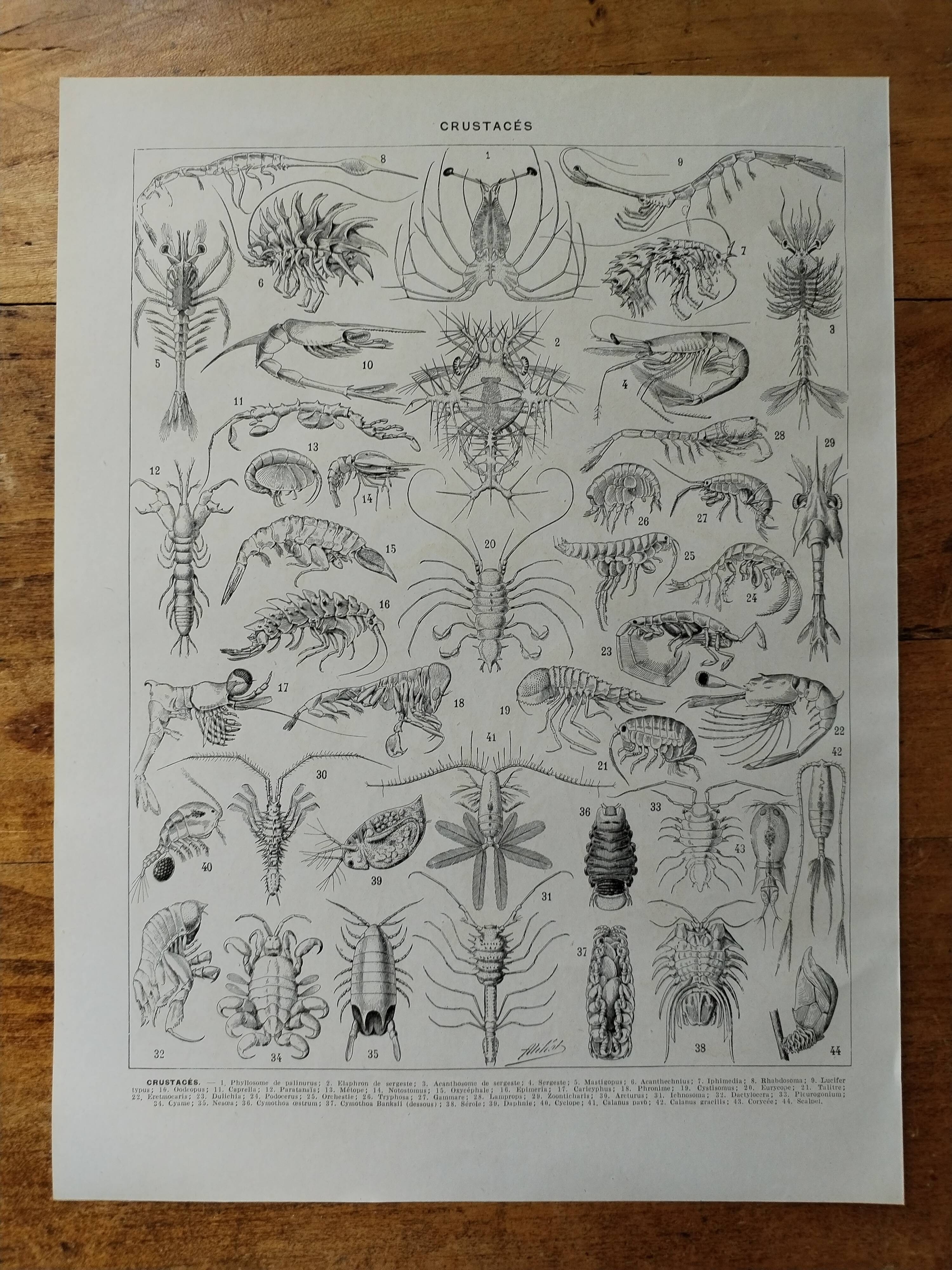 Original lithograph on crustaceans