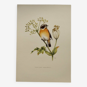 Planche oiseaux 1960 - Traquet Tarier - Illustration ornithologie vintage