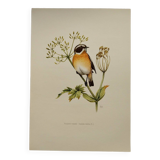 Bird board 1960 🕊️Wheatchat 🕊️ Vintage ornithology illustration