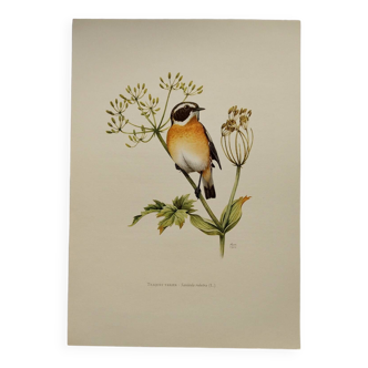 Planche oiseaux 1960 - Traquet Tarier - Illustration ornithologie vintage