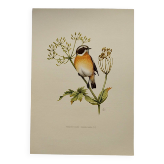 Bird board 1960 🕊️Wheatchat 🕊️ Vintage ornithology illustration