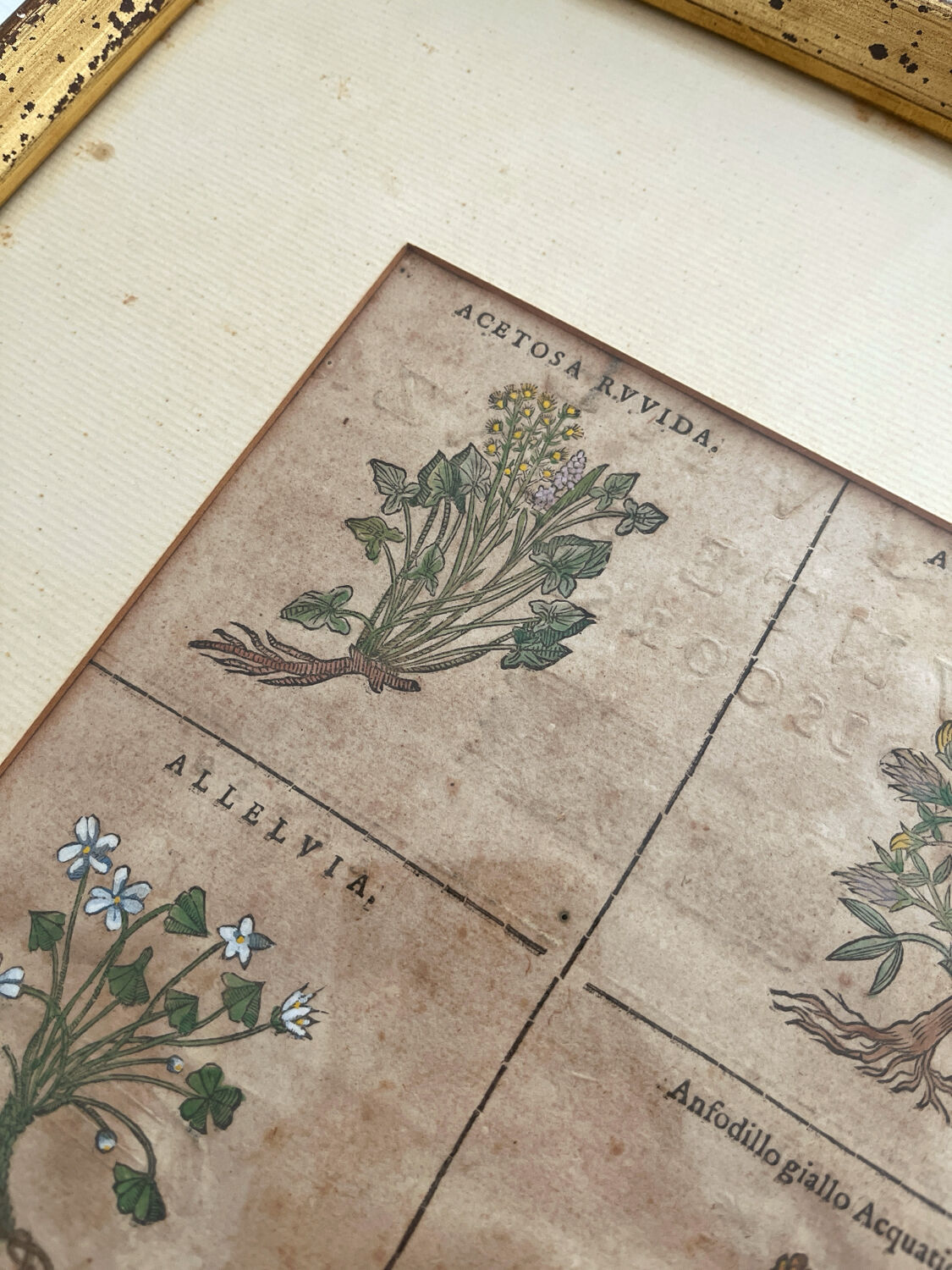Lithograph botanical plate enhanced with watercolour.
