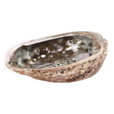 Empty abalone shell pocket, 70s