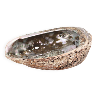 Empty abalone shell pocket, 70s