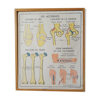 Affiche scolaire pédagogique Rossignol