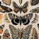 Lithograph engraving butterflies of Europe from 1897