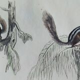 Original zoological plate " little grey of siberia, palmiste,... - buffon 1838