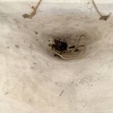 Pair of plaster wall sconces, palmette decoration, 20th century