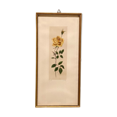 Floral lithography