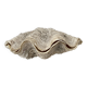 Authentic vintage giant bivalve shell, tridacna gigas shell.