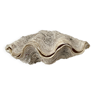 Authentic vintage giant bivalve shell, tridacna gigas shell.