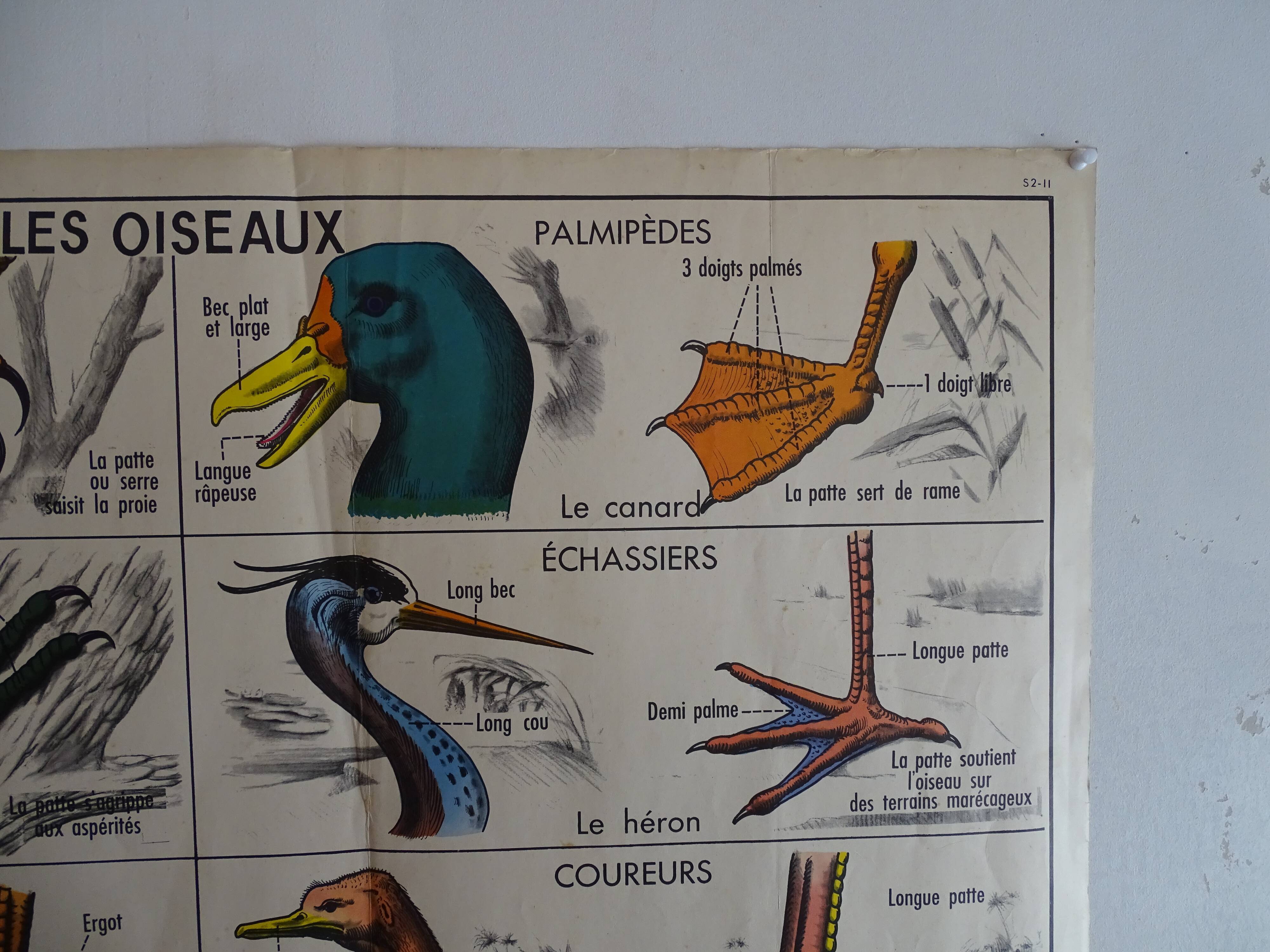 School poster on both sides anatomy batracians and birds . MDI.1964
