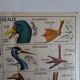 School poster on both sides anatomy batracians and birds . MDI.1964