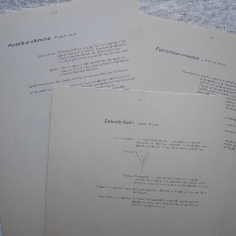 Set of 3 botanical plates Geigy, horsetail, soda and purslane