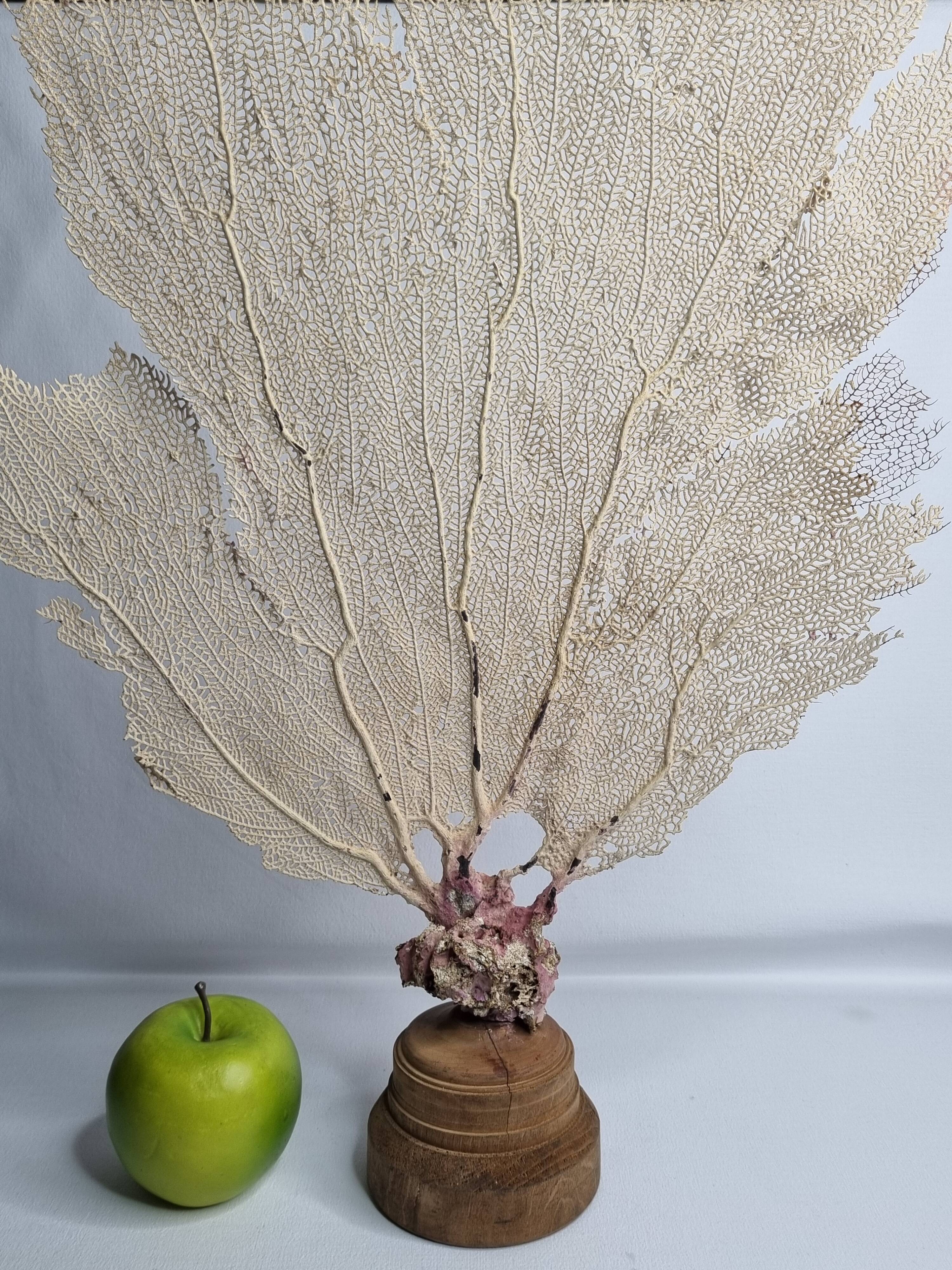 Antique gorgonian coral, Venus fan, on solid wood base, 58 cm