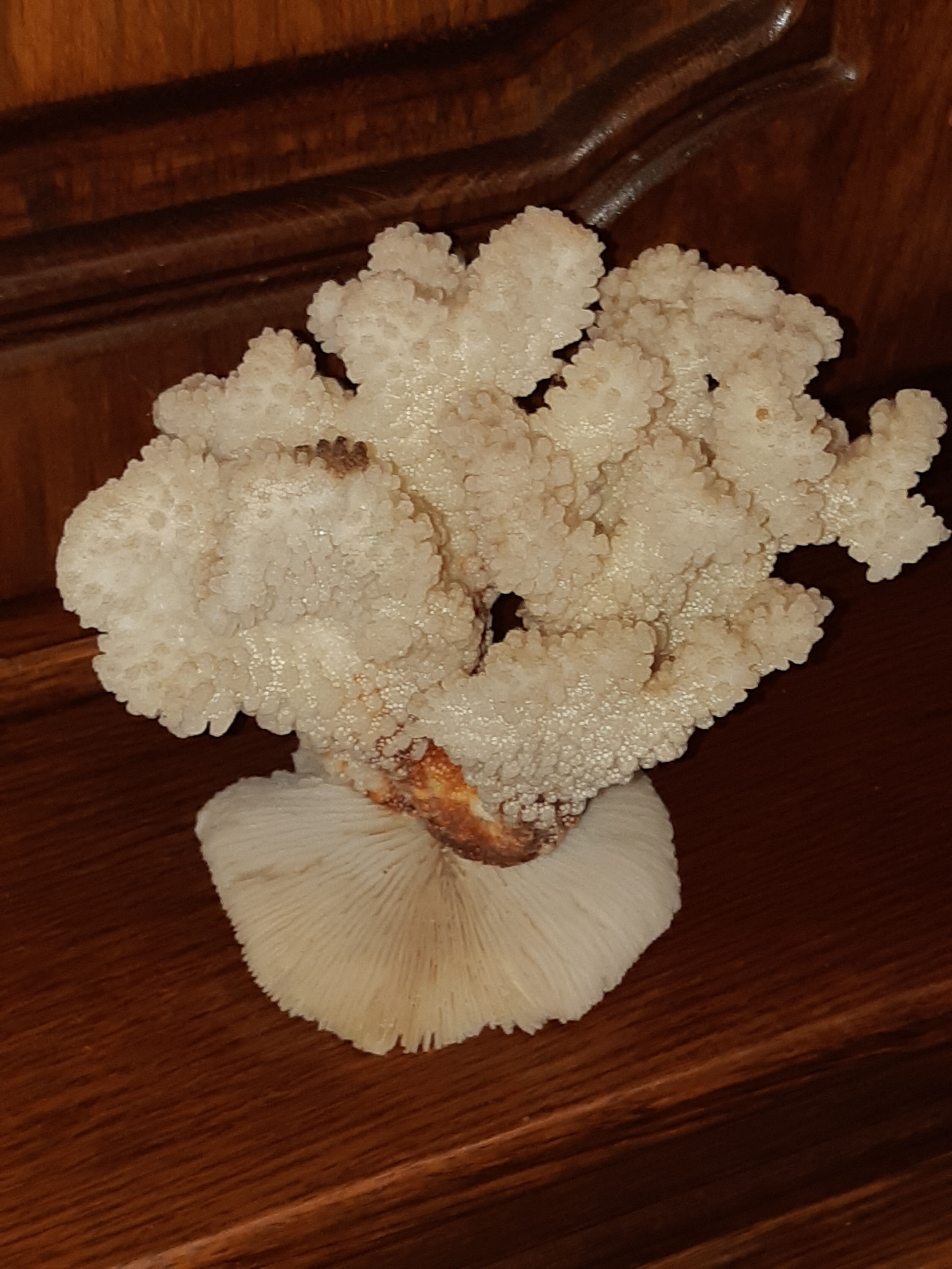 Bouquet of natural white coral bush