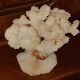 Bouquet buisson de corail blanc naturel