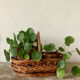 Oval basket with handle