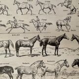 Lithograph on the horse - 1900