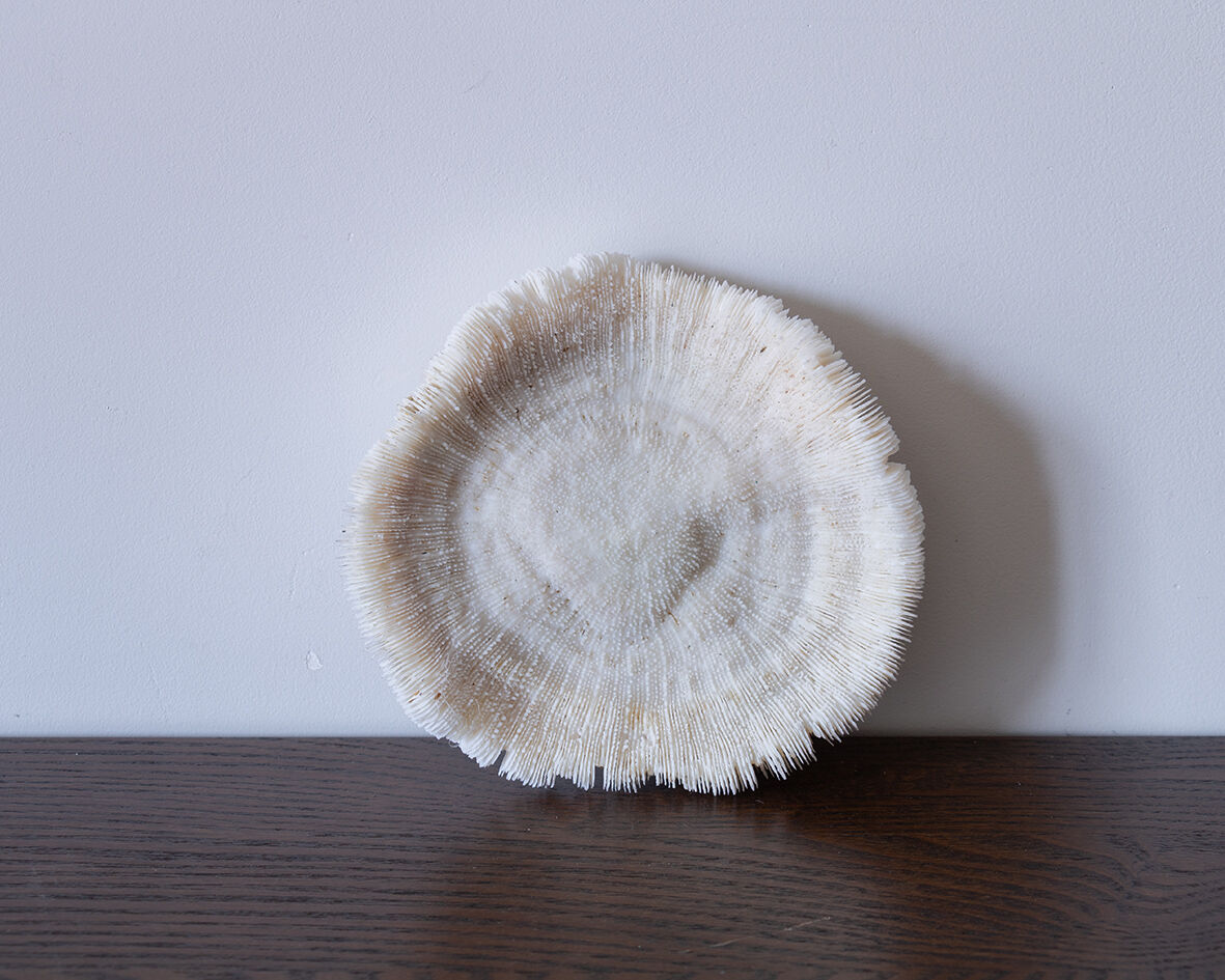 Corail fungia 14x12 cm