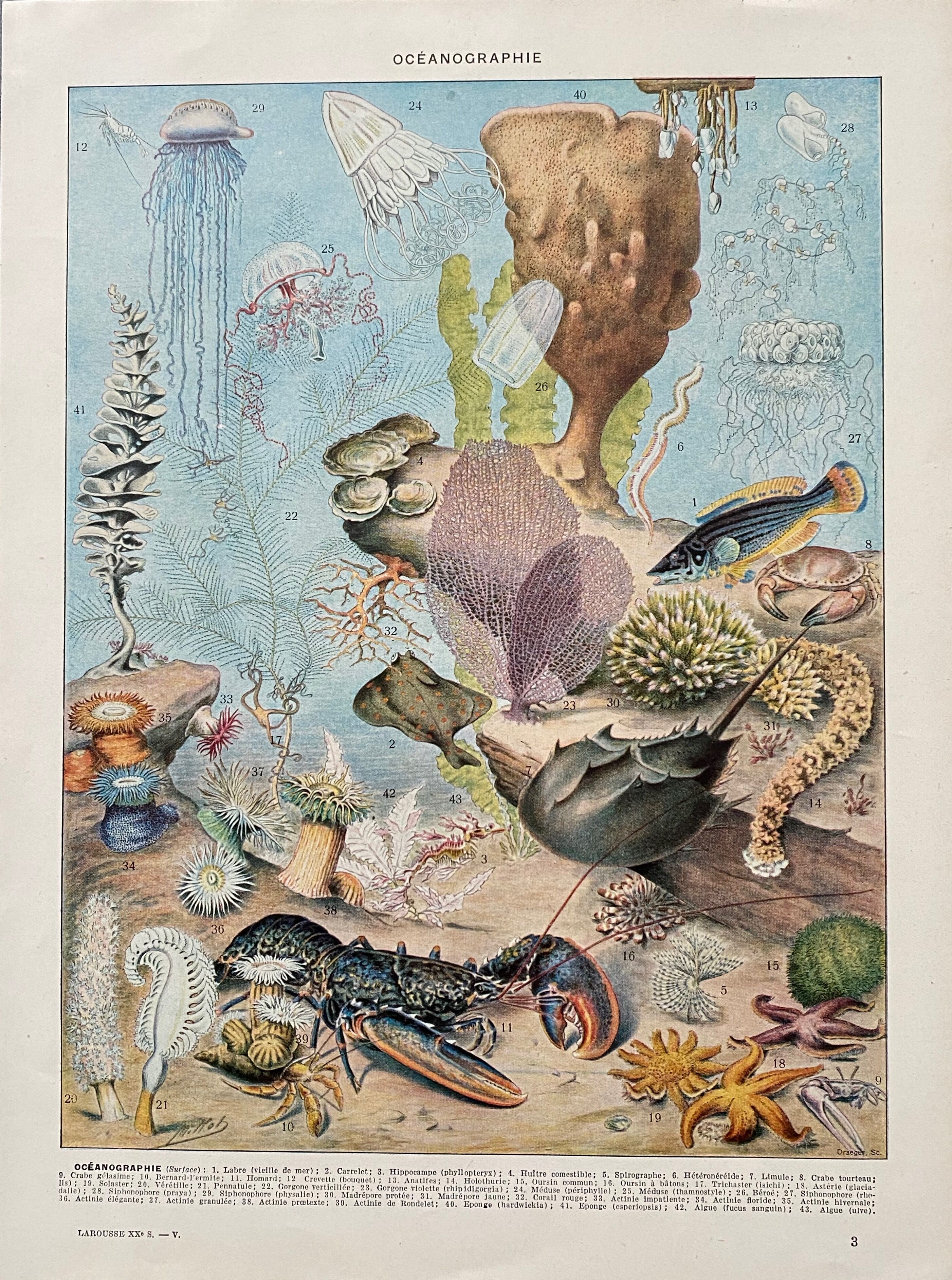 Old illustration Millot "Oceanography"