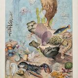 Old illustration Millot "Oceanography"