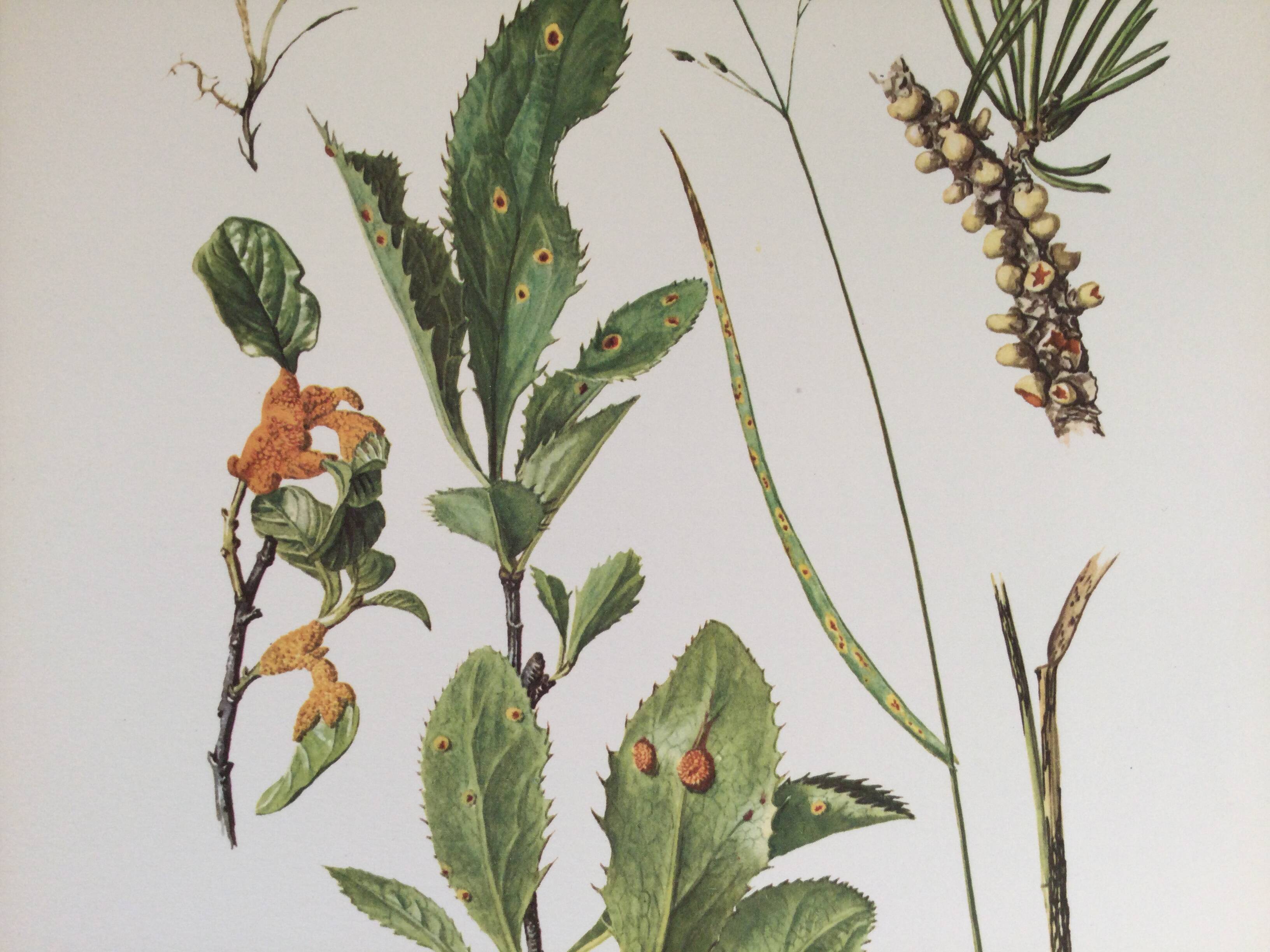 Botanical illustration Black rust mushroom 1969