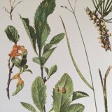 Botanical illustration Black rust mushroom 1969