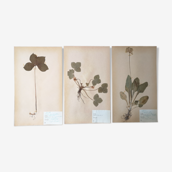 Herbarium boards