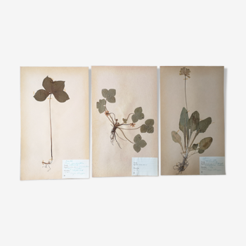 Planches d'herbier