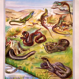 Lithograph Plate Reptiles 1950