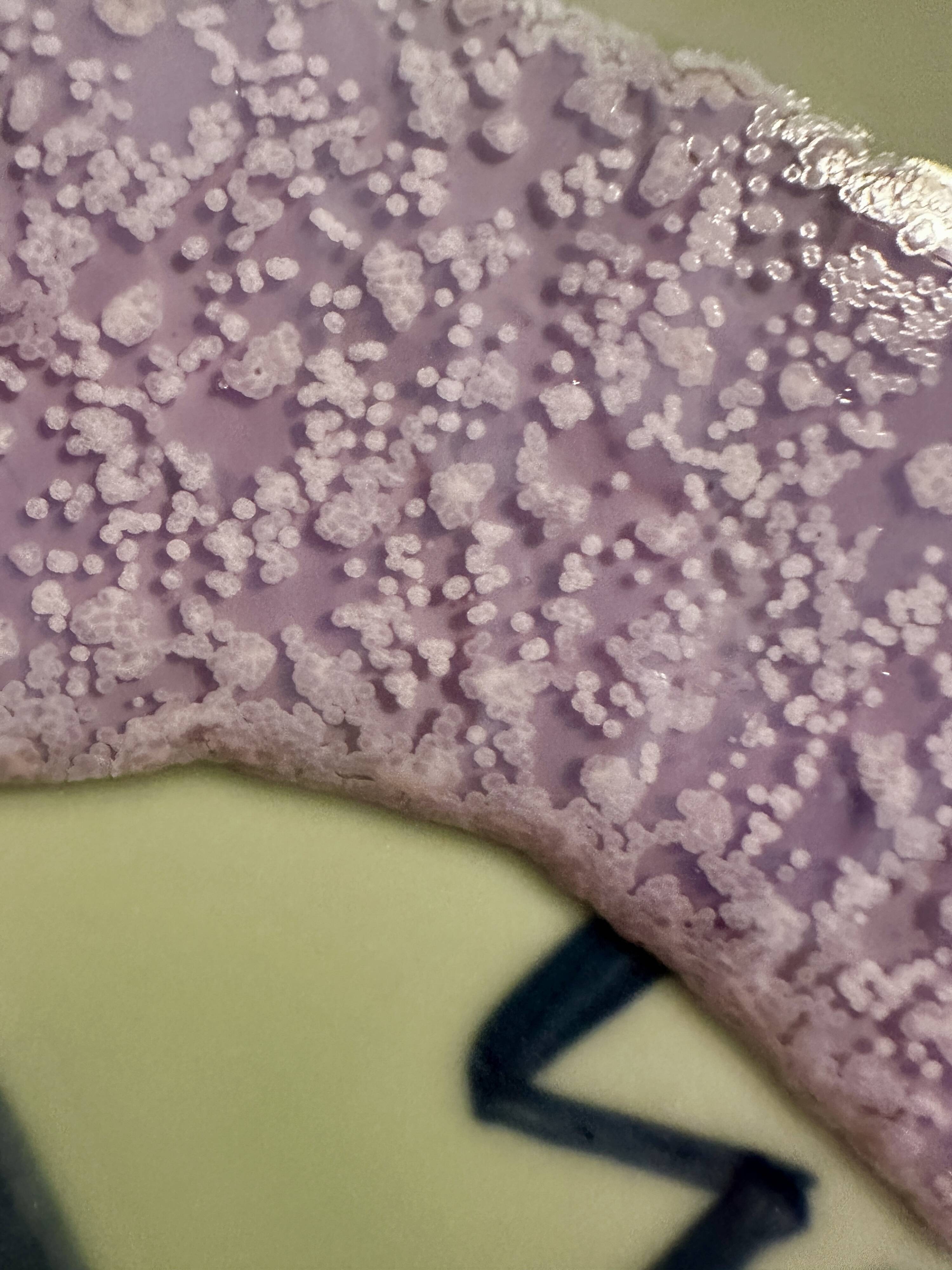 Plates by Attua Aparicio Torinos