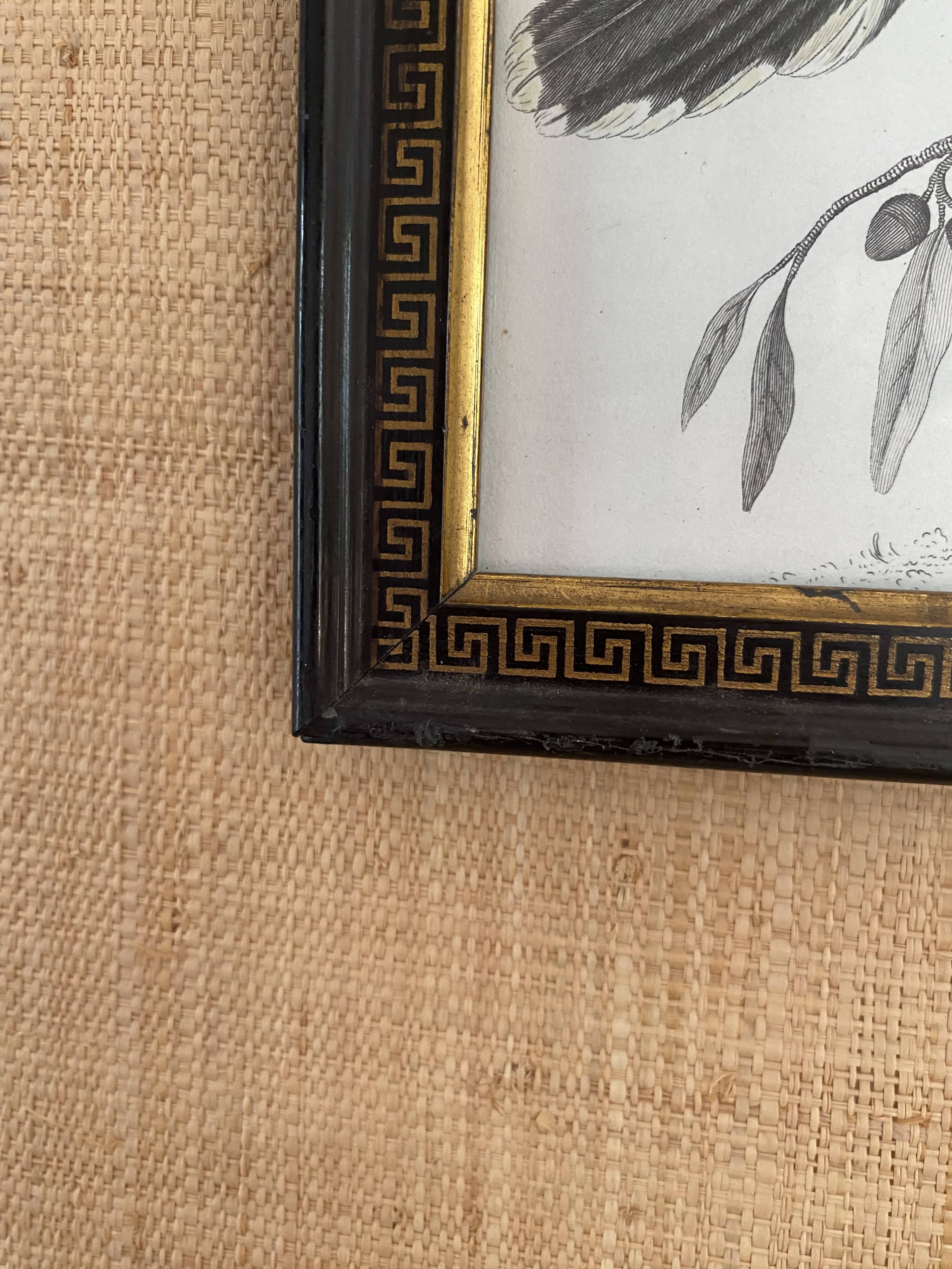 Zoological engraving 1808, 19th-century wooden frame