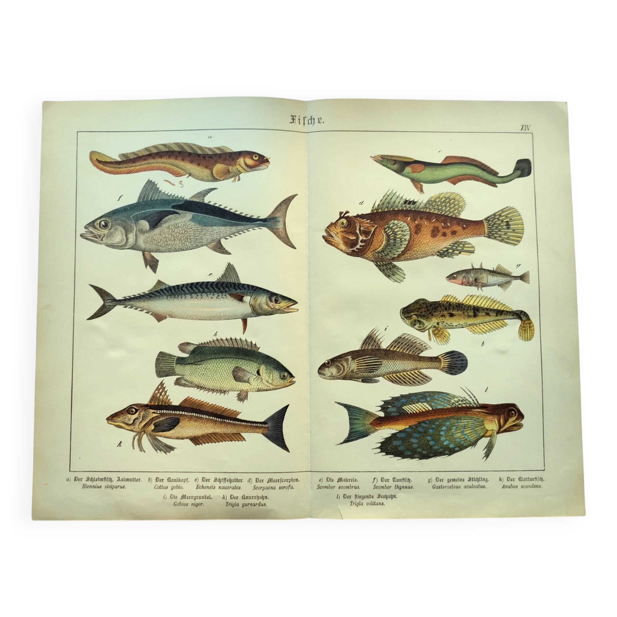 1898 Engraving - Fish - Tuna and Mackerel - Large Vintage Lithograph