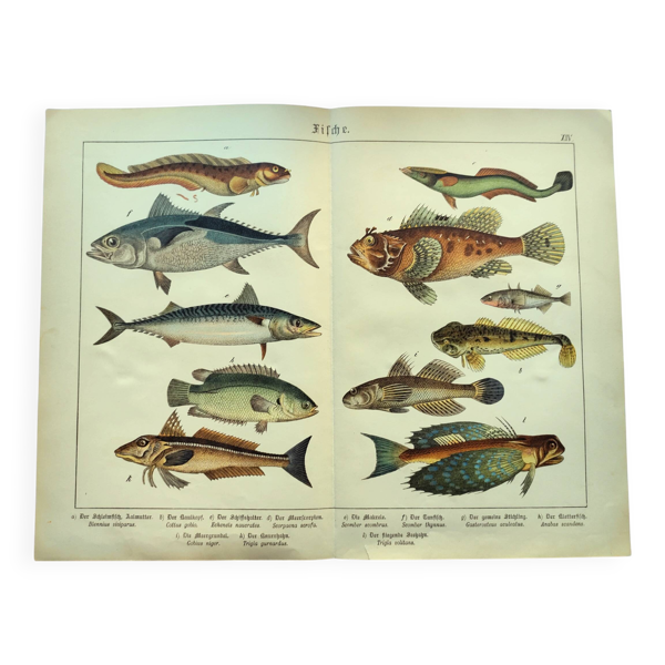 Gravure de 1898 - Poissons - Thon et Maquereau- Grande lithographie Vintage