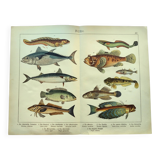 1898 Engraving - Fish - Tuna and Mackerel - Large Vintage Lithograph