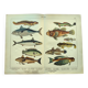 1898 Engraving - Fish - Tuna and Mackerel - Large Vintage Lithograph