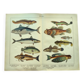 1898 Engraving - Fish - Tuna and Mackerel - Large Vintage Lithograph