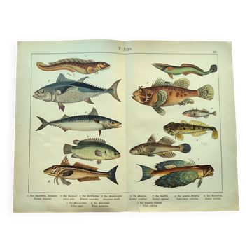 Gravure de 1898 - Poissons - Thon et Maquereau- Grande lithographie Vintage