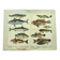 1898 Engraving - Fish - Tuna and Mackerel - Large Vintage Lithograph