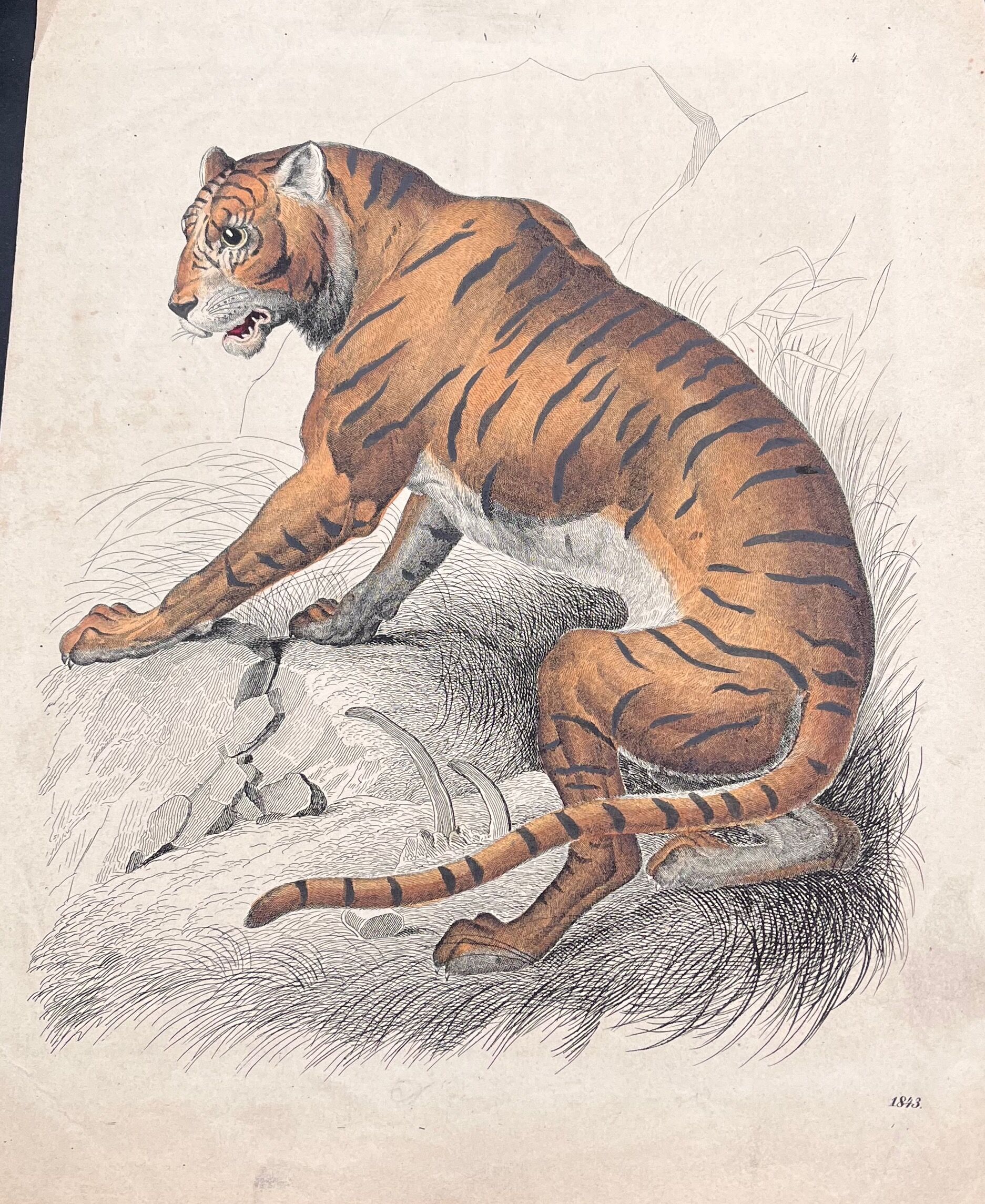 Tiger poster (lithograph)