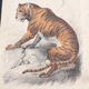 Affiche (lithographie) tigre