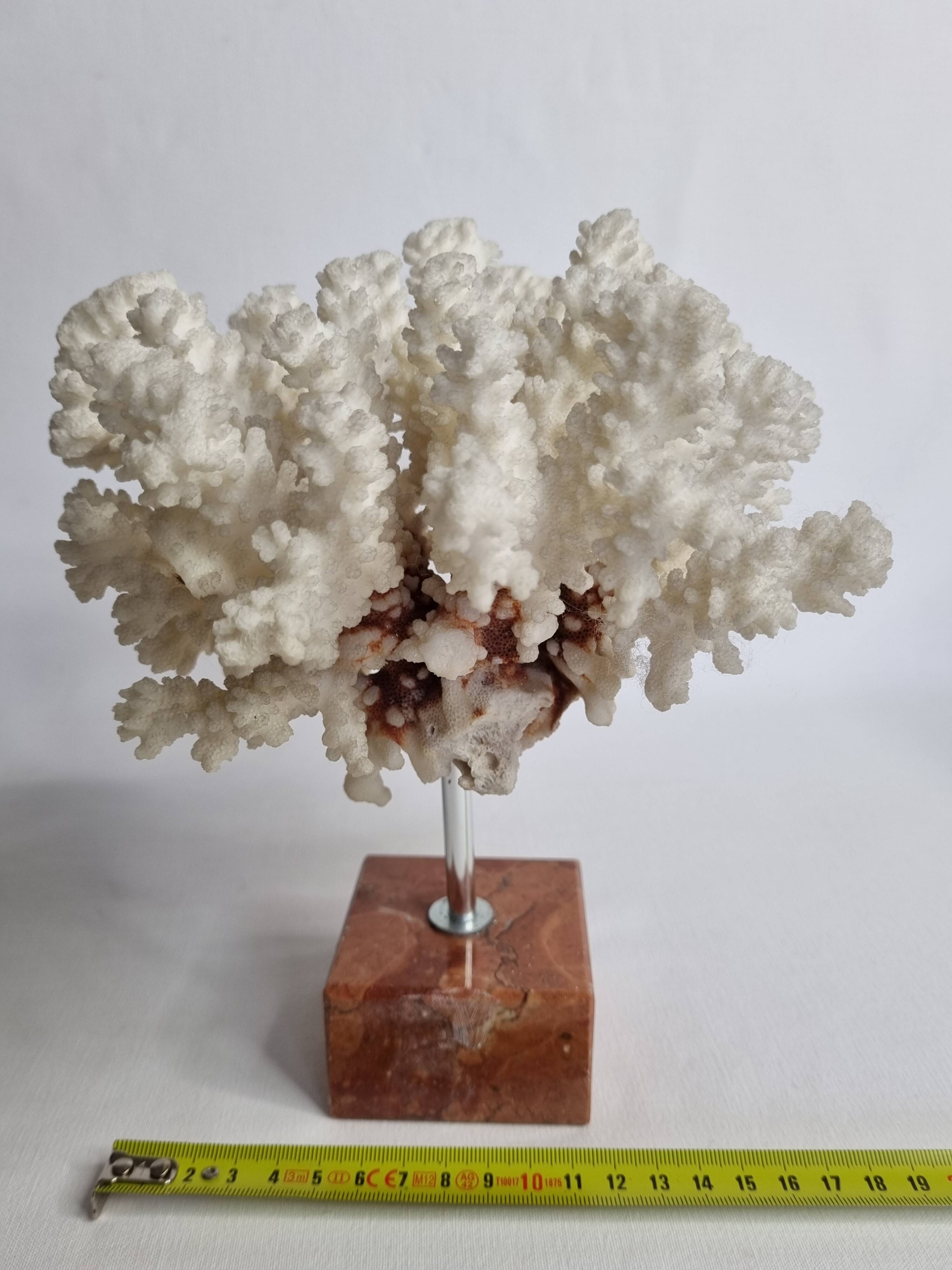 Old white coral on marble base 24 cm