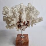 Old white coral on marble base 24 cm