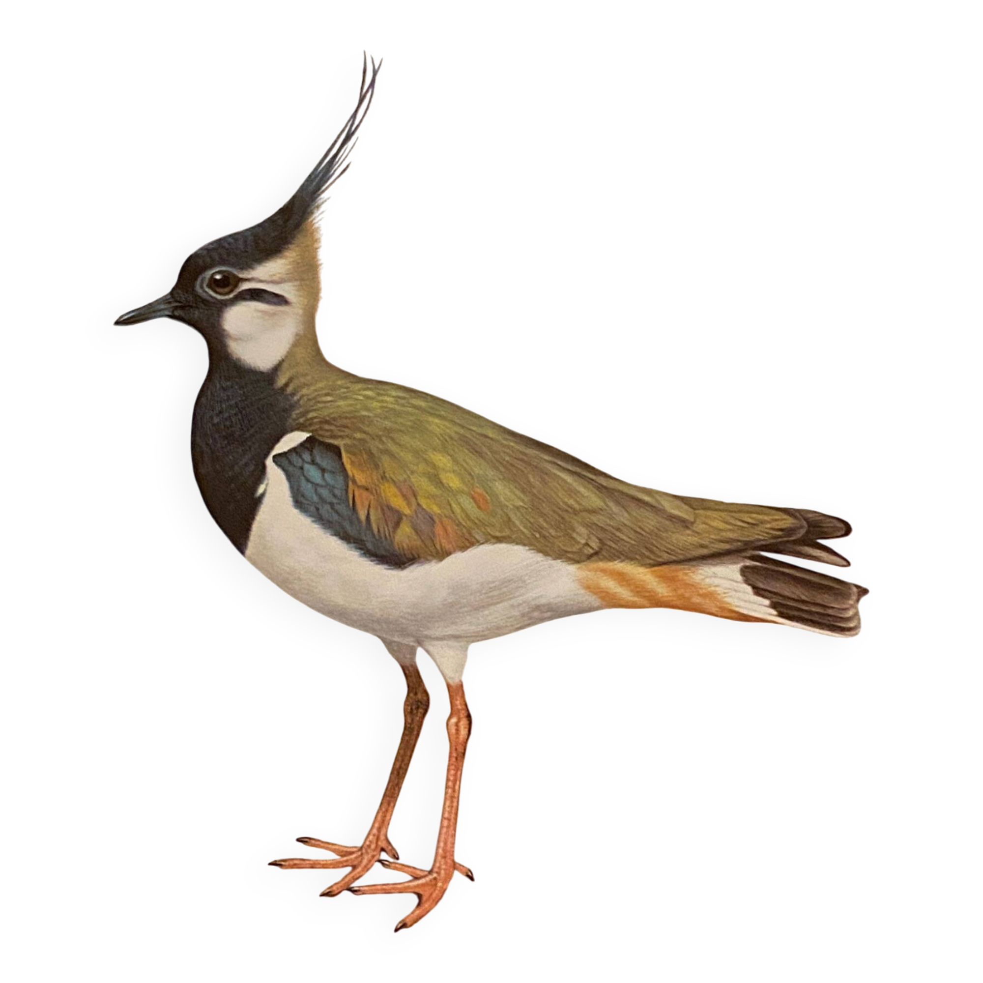 Plate / Old ornithological illustration – Crested lapwing (bird)