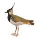Plate / Old ornithological illustration – Crested lapwing (bird)