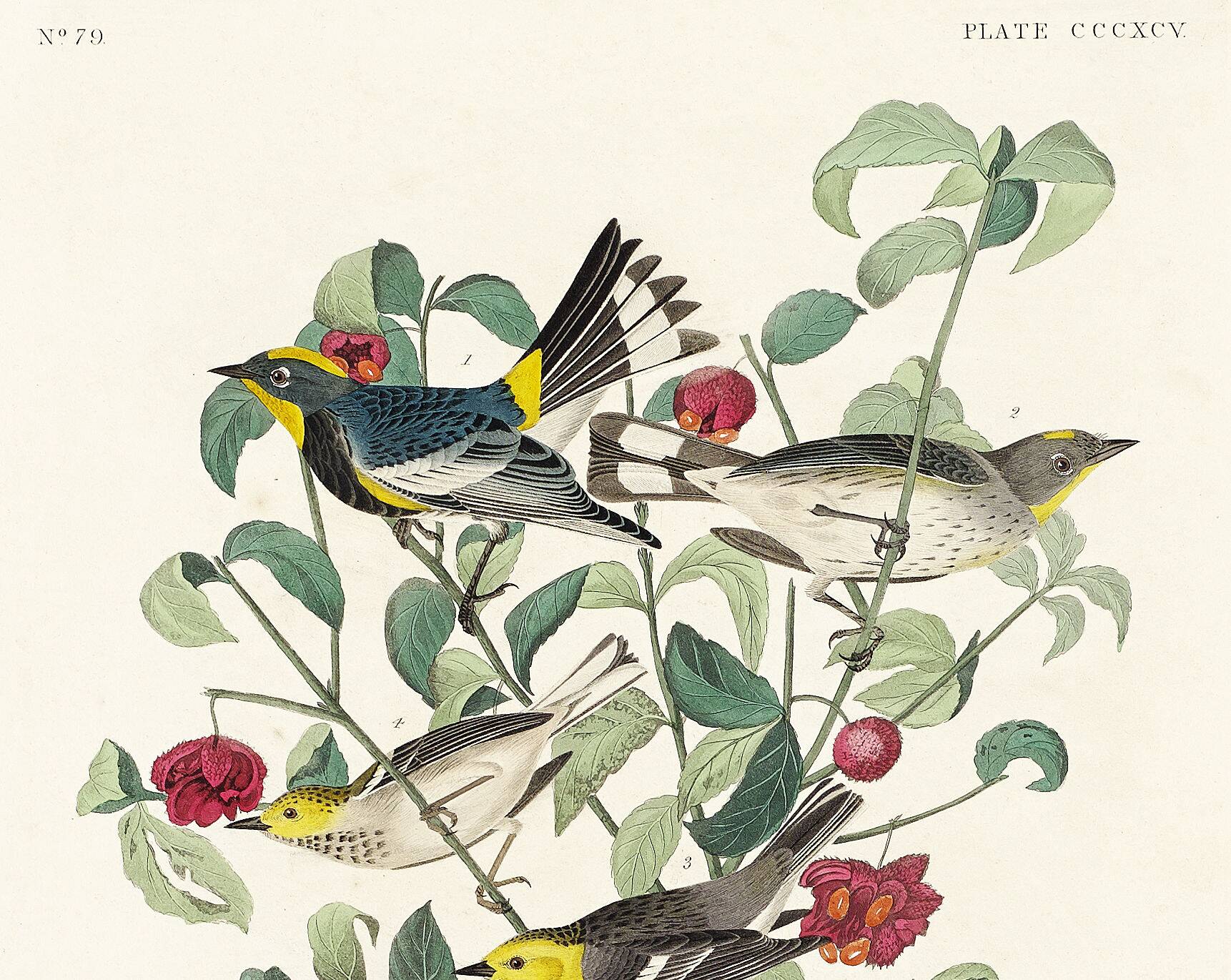 Poster about Audubon's Warbler, based on an old engraving from 1827.