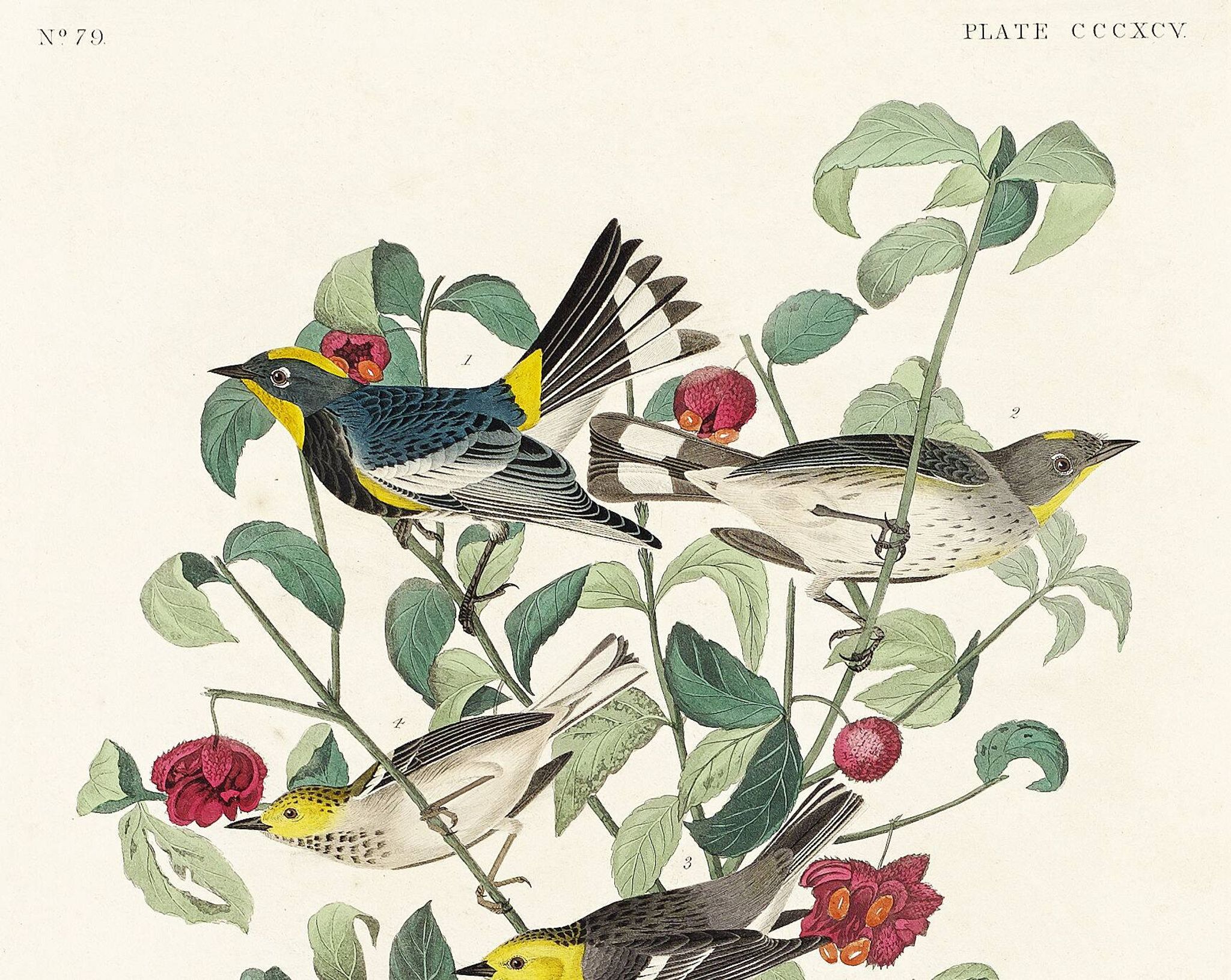 Poster about Audubon's Warbler, based on an old engraving from 1827.