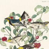 Poster about Audubon's Warbler, based on an old engraving from 1827.